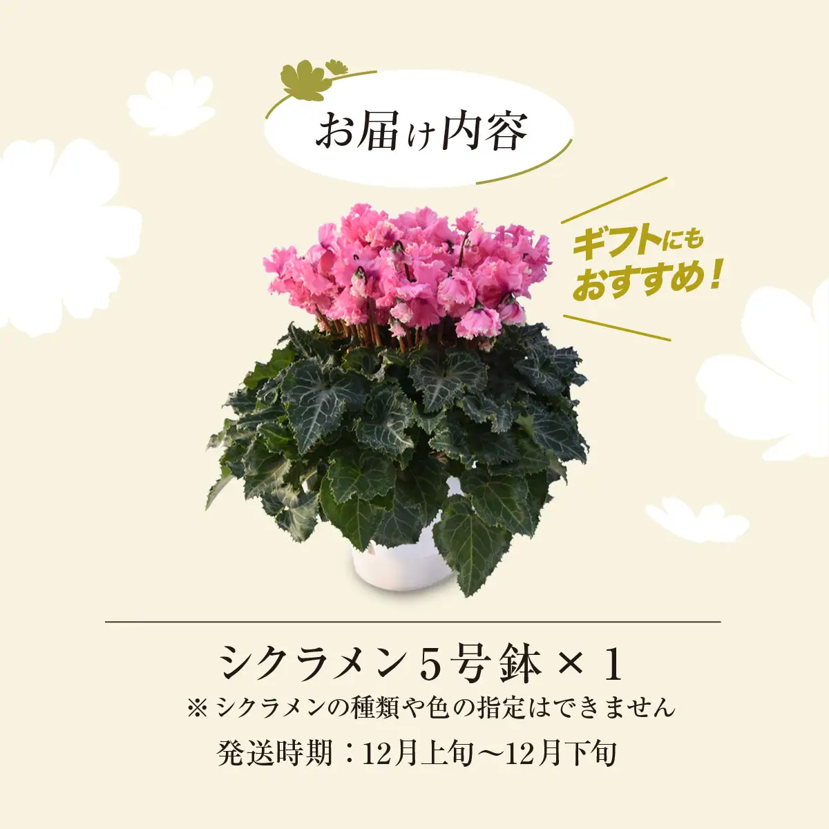 【2026年12月上旬より順次発送！】≪種類・色お任せ≫ シクラメン 5号鉢 / シクラメン 花 お祝い 鉢植え 生花 ギフト プレゼント フラワーギフト 花ギフト クリスマス SMCN001
