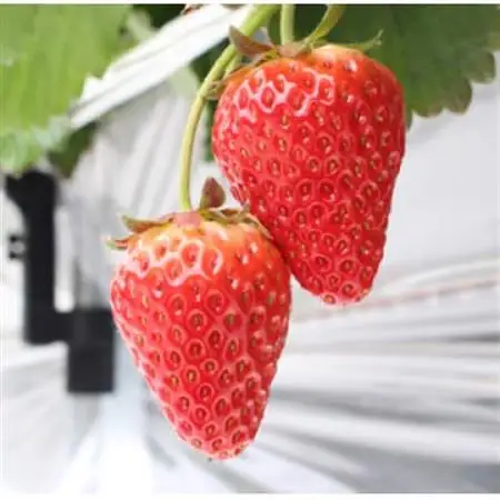 【いちご砂糖】フリーズドライいちご入りグラニュー糖　2個セット【1571466】