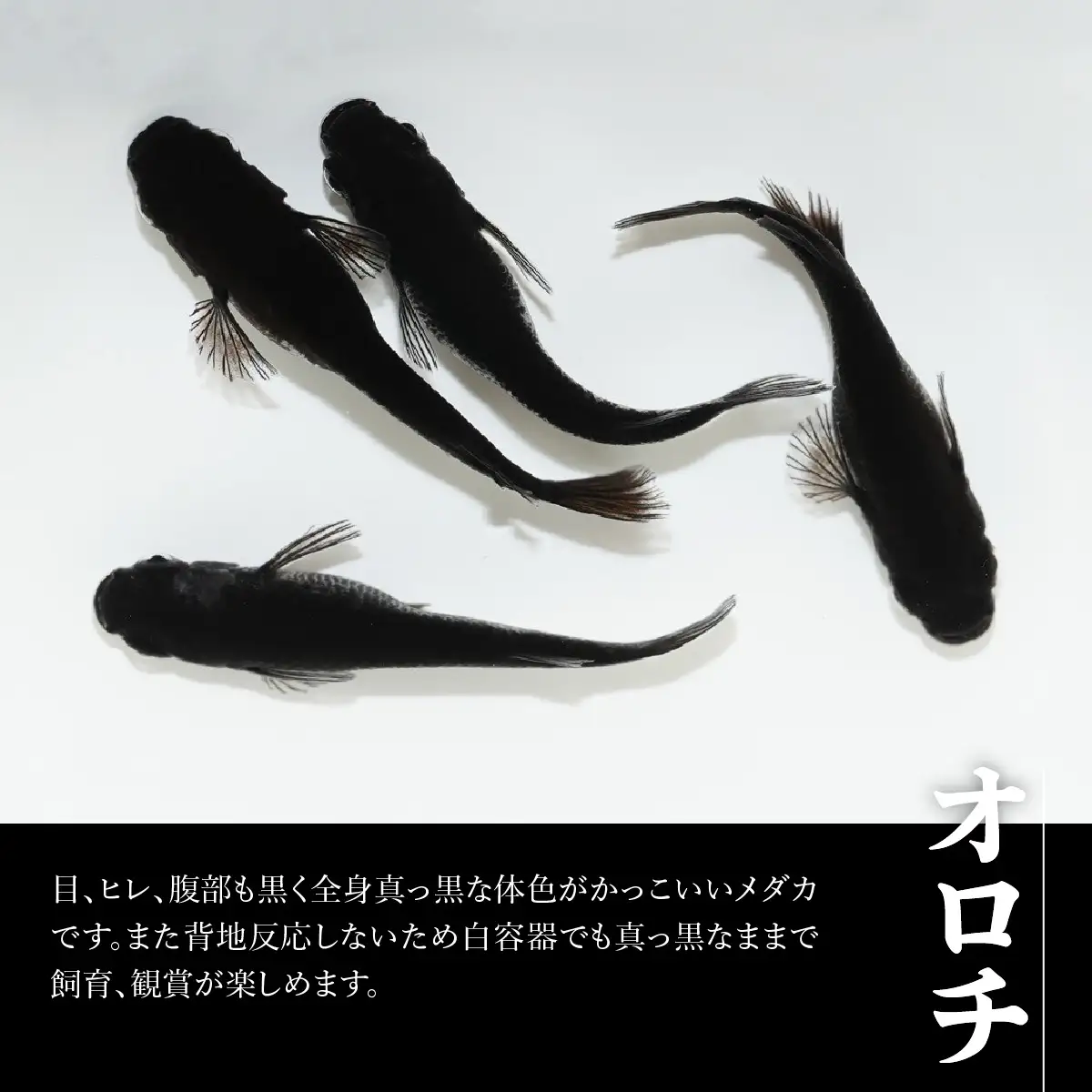 メダカ「オロチ」4匹セット HNNAD005