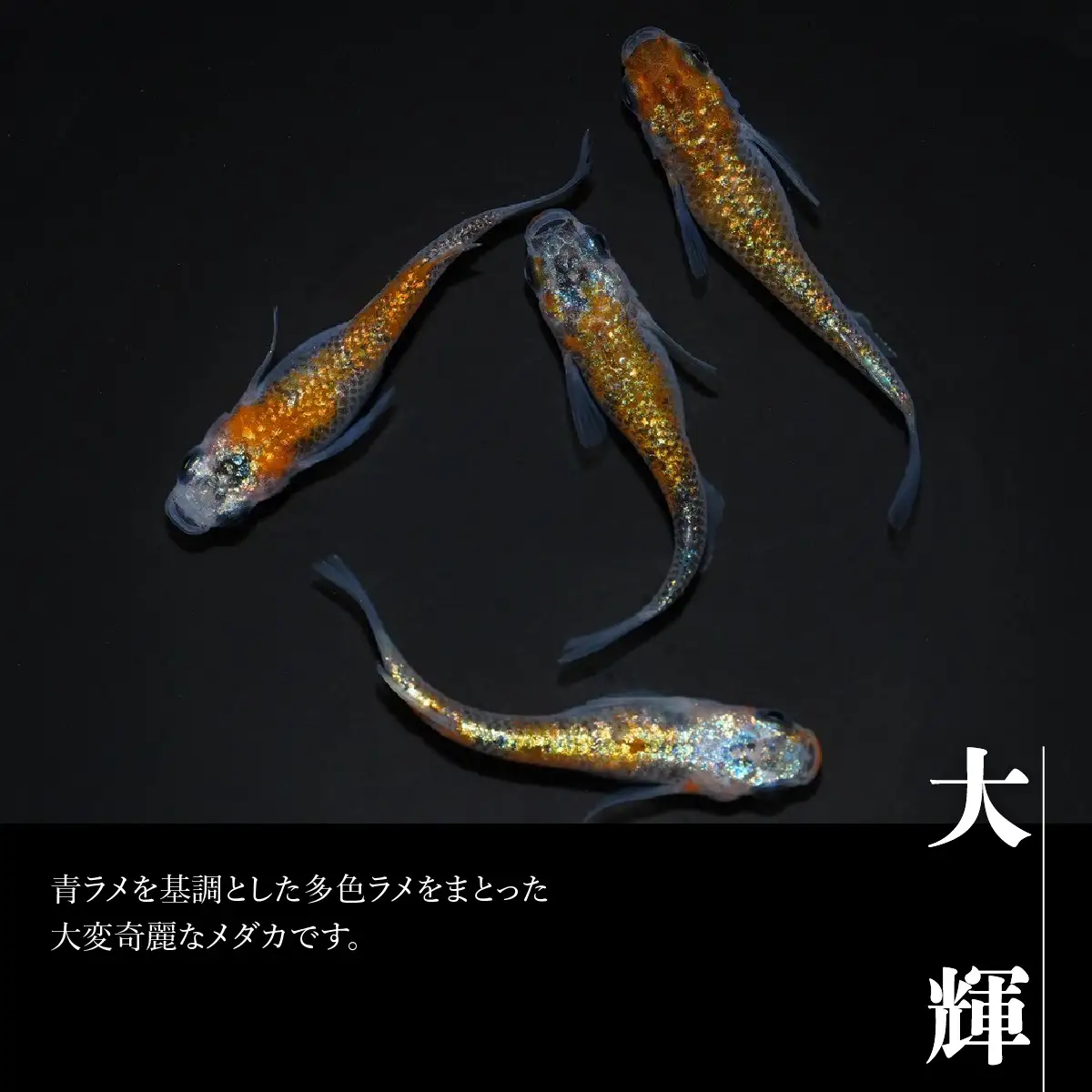 メダカ「大輝」4匹セット HNNAD006