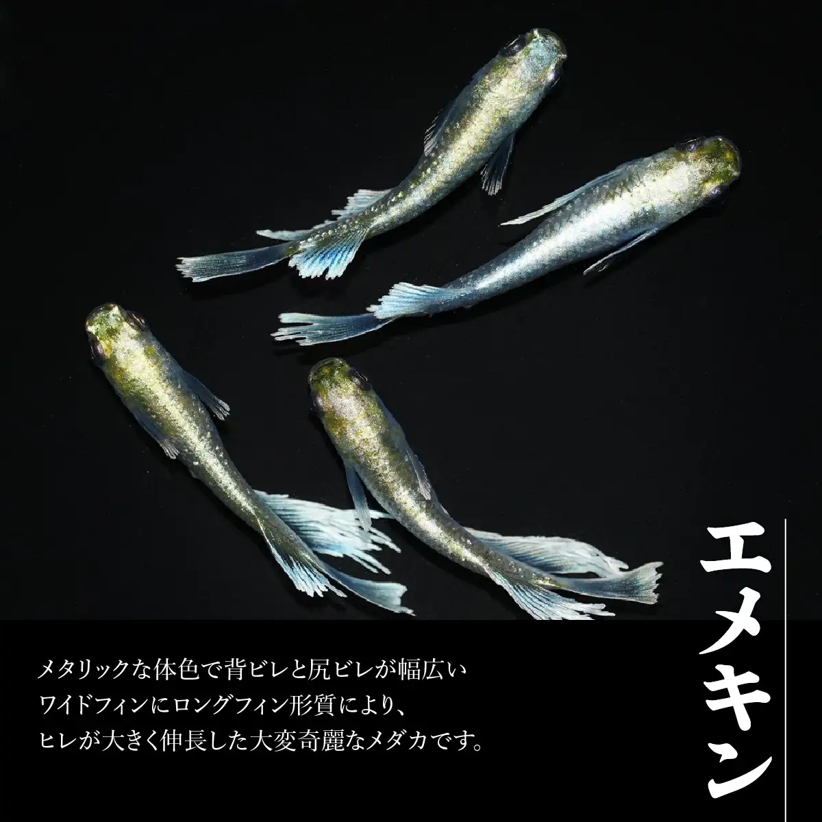 メダカ「エメキン」4匹セット HNNAD007