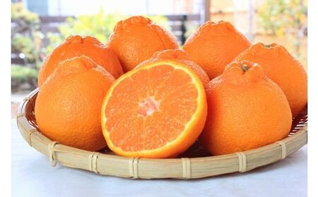 【訳あり・ご家庭用】紀州有田産不知火(しらぬひ) 約8.5kg 【予約】【2027年2月中旬頃〜3月中旬頃に順次発送予定(お届け日指定不可)】【Z-uot864】