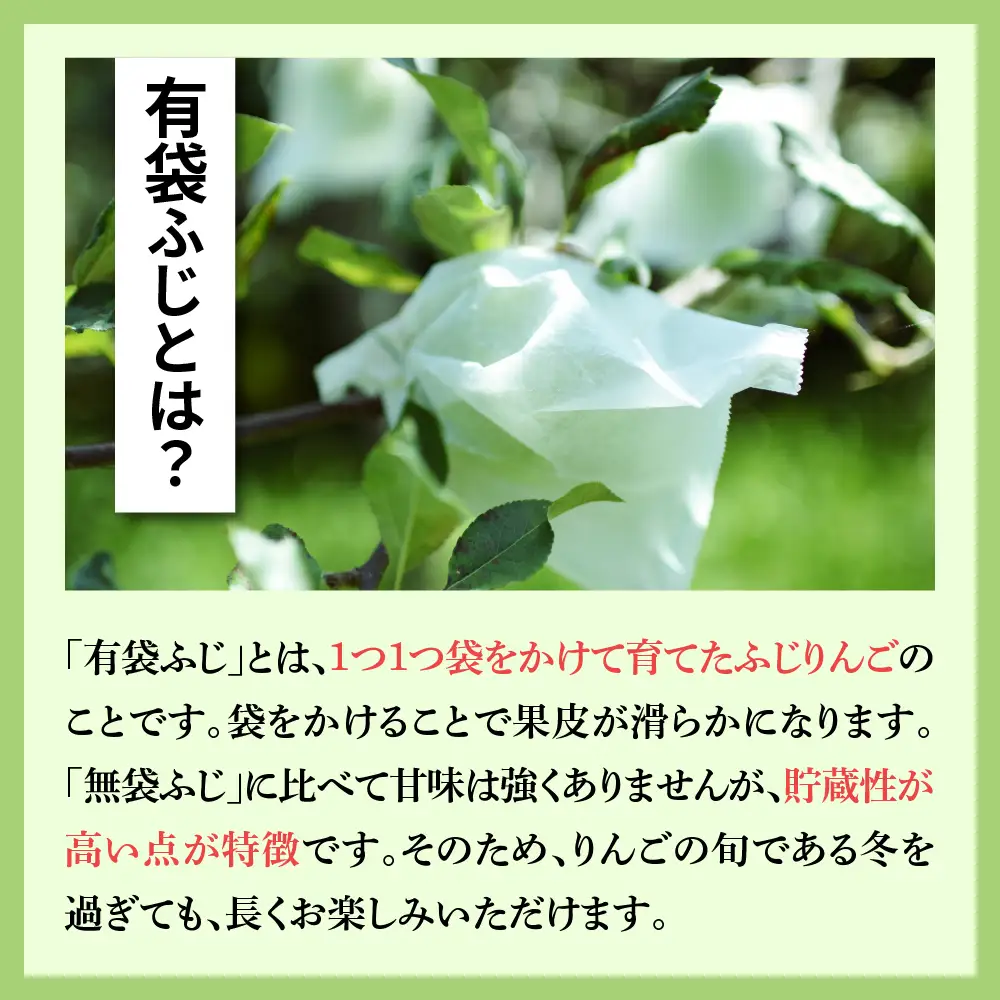 【2026月6月後半発送】りんご 丸福 有袋ふじ 約3kg CA貯蔵 青森県 五所川原市