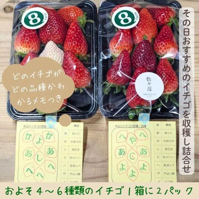 【先行予約】「色々苺」品種盛り合わせパック 品種かわかるメモ付【食べ比べ いちご 約290g×2パック 苺 冷蔵 安来】【13-FA-01】