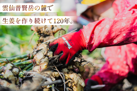 BI381 島原百年生姜 新生姜 3kg [ 長崎県 島原市 ]