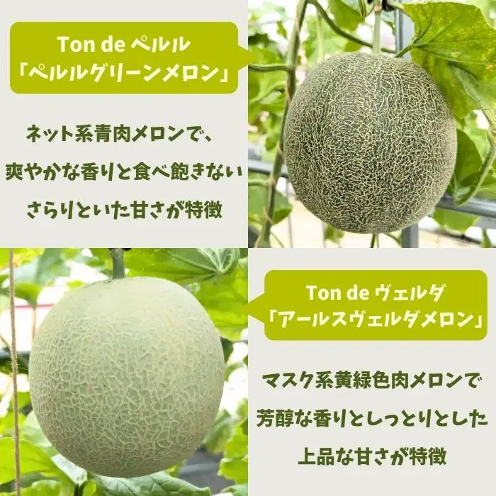 Ton de メロン 1玉【ペルルグリーンメロン アールスヴェルダメロン フルーツ 果物 美味しい 甘い 芳醇 しっとり 上品 旬 ご褒美 ギフト 贈り物 ご自宅用 安来 島根県 安来市】【10-FA-04】