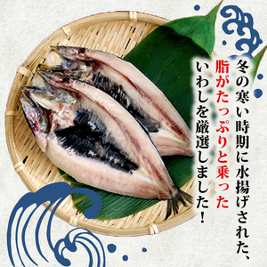 イワシ 干物  12枚 イワシ
