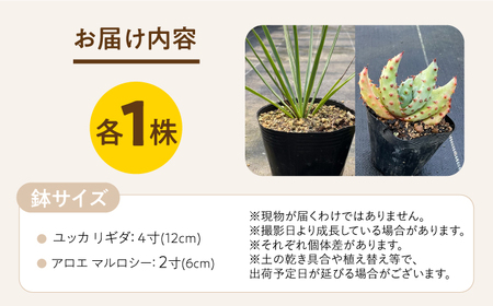 ユッカ リギダ ＆ アロエ マルロシー 各1株　長与町/アグリューム　 Yucca rigida ＆ Aloe marlothii 長与町/アグリューム[EAI219] 