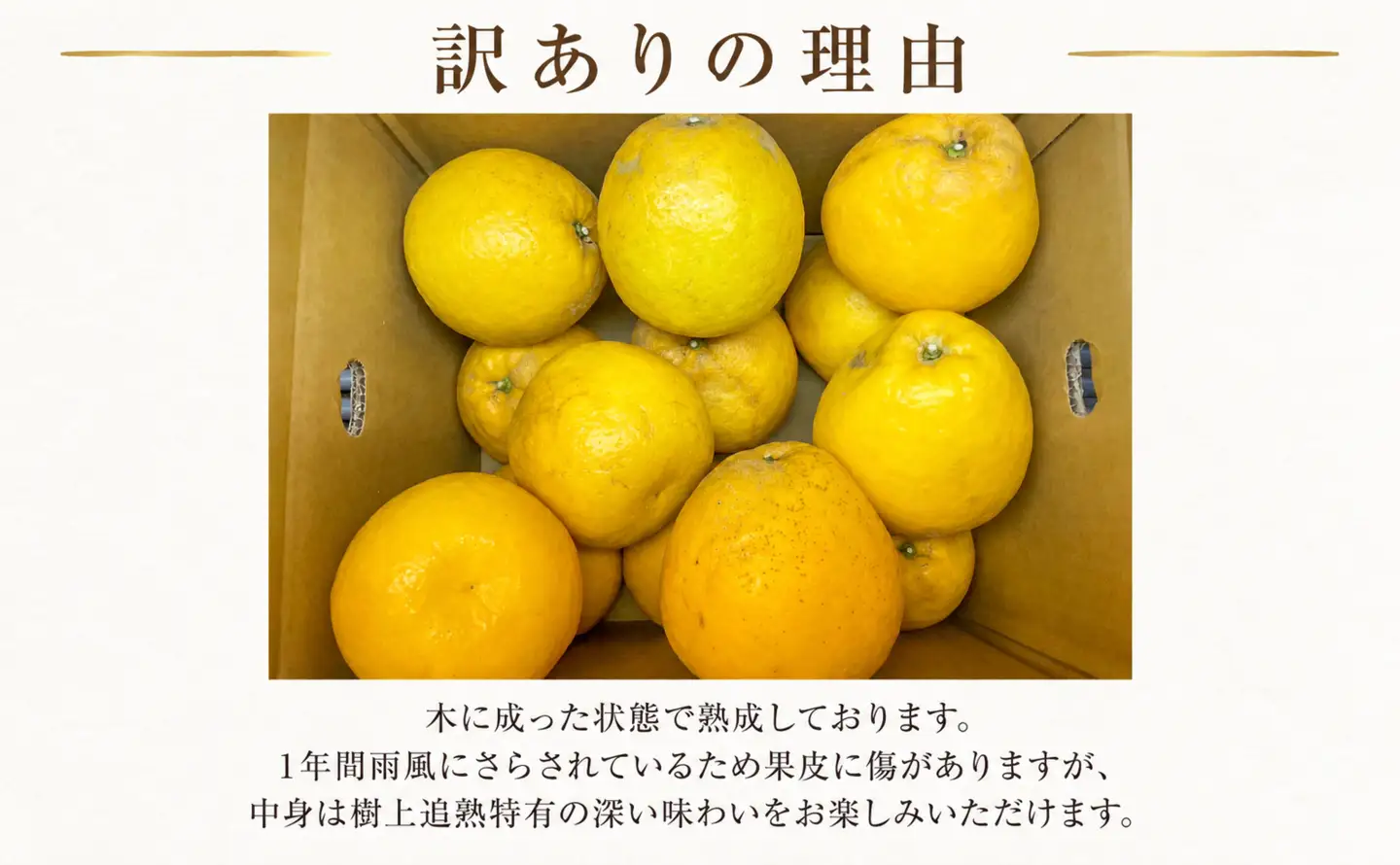 木成り 追熟 訳あり 愛南ゴールド 約10kg 柑橘 フルーツ 河内晩柑 果物 蜜柑 みかん くだもの mikan 家庭用 傷 不揃い 1年 サイズミックス かわち ばんかん かんきつ 和製 グレープフルーツ デザート 果実 果汁 甘い ジューシー おいしい 特産品 国産 農園 直送 産地 直送 資格 大学 イノベーター エニシトラス 愛媛県 愛南町 