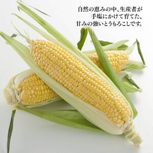【先行予約】旭川近郊産　黄色いとうもろこし(ゴールドラッシュ) 3.5kg(10本) 2026年8月上旬から発送開始 | とうもろこし 北海道 限定_04842