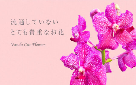 花 洋ラン バンダ 花付き株（花色お任せ） [ANGK002] 花