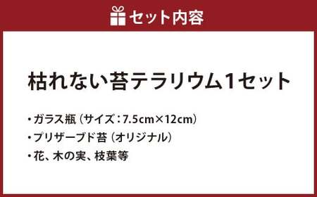 【さとリウムR】プリザーブド加工のテラリウム 夏 1セット｜ テラリウム ガラスドーム 苔 こけ コケ 植物 鑑賞用 インテリア 水やり不要