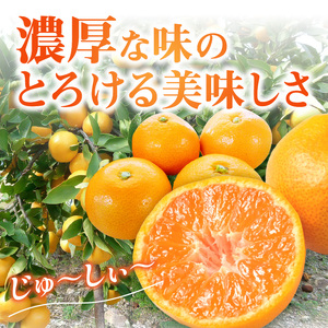【1171-2】「濃厚な味のとろける美味しさ」温州みかん 2.5kg《先行予約》
