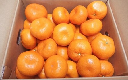 静岡県産 特大 青島みかん 3L 約 7kg 先行予約 2026年12月下旬より順次出荷