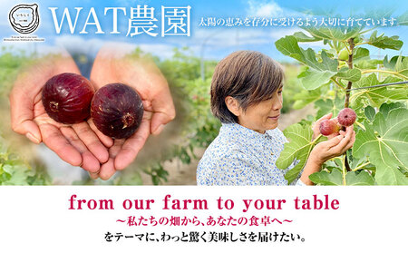 【先行予約】紀の川産 いちじく 特秀品 12玉 WAT農園《2026年8月中旬-11月中旬頃出荷》 和歌山県 紀の川市 イチジク 無花果 フルーツ 果物