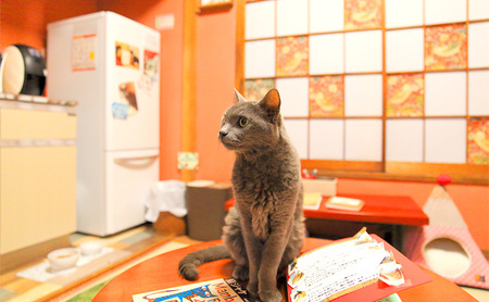 チケット 東京 猫部屋60分利用チケット猫用おやつ付き(3名様) 猫 ネコ ねこ カフェ 保護猫カフェ 動物 ふれあい 利用チケット 利用券 体験 商品券 入場券 おやつ 里親 文京区 東京都