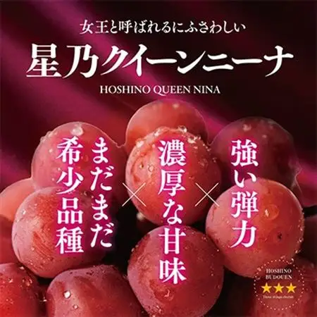 先行受付【三つ星ブランド】星乃クイーンニーナ 数量限定 3房～5房(1.7kg以上)【配送不可地域：離島・北海道・沖縄県】【1601634】