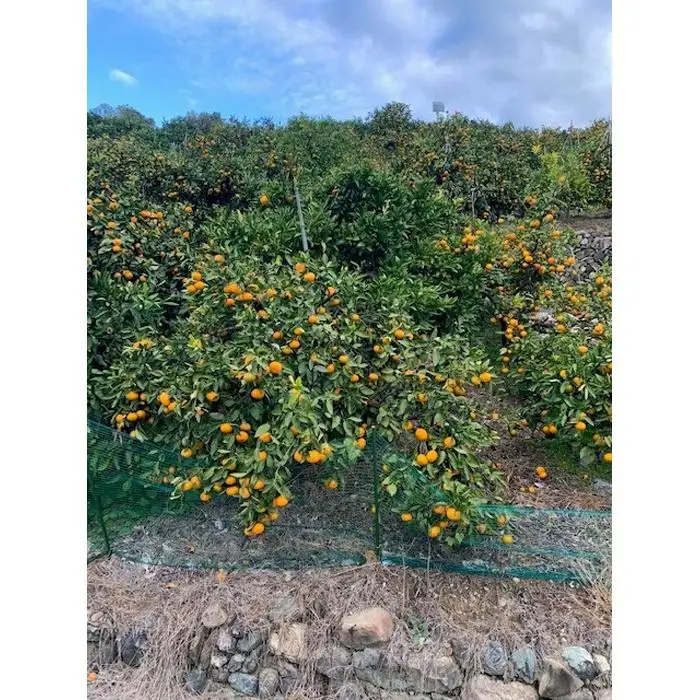 ゆら早生みかん 赤秀品 3Sサイズ 5kg