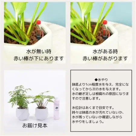 ハイミニポリゴン【ホワイト】2個セット＆栄養剤　【オススメ観葉植物でお届け】【1604121】