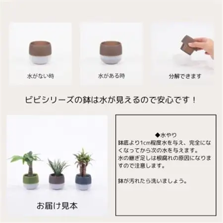 キュートビビアースカラー3個セット【オススメの観葉植物でお届け】【1604324】