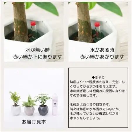 キュートポリゴン3個＆栄養剤セット【オススメの観葉植物でお届け】【1604365】