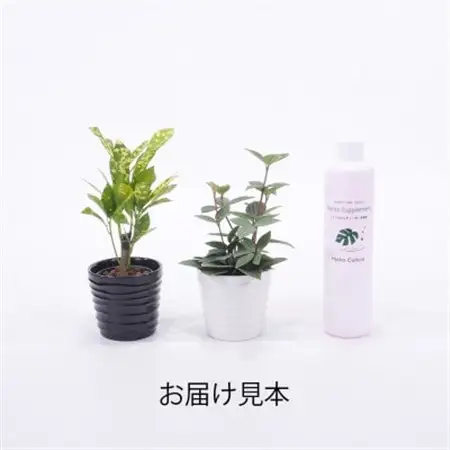 キュートみなも2個＆栄養剤セット【オススメの観葉植物でお届け】【1604367】