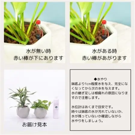 ハイミニポリゴン【ベージュ】2個セット＆栄養剤【オススメの観葉植物でお届け】【1604387】