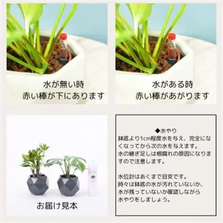 ハイミニポリゴン【ダークグレー】2個セット＆栄養剤【オススメの観葉植物でお届け】【1604393】