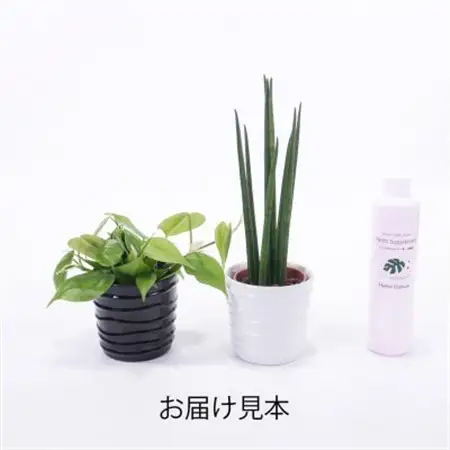 ハイミニみなも2個セット＆栄養剤【オススメの観葉植物でお届け】【1604400】