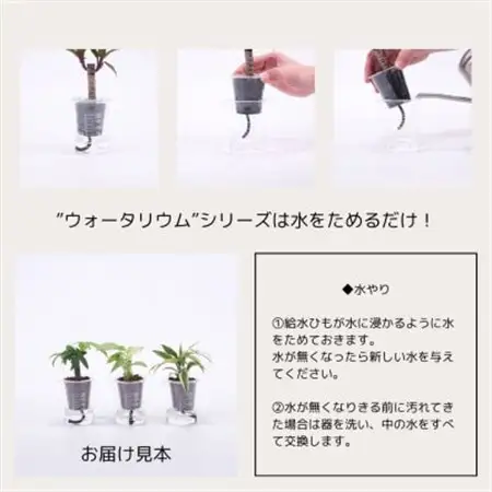 ウォータリウム　ビーカーM　ハイドロコーン植え3個セット【オススメの観葉植物でお届け】【1604658】