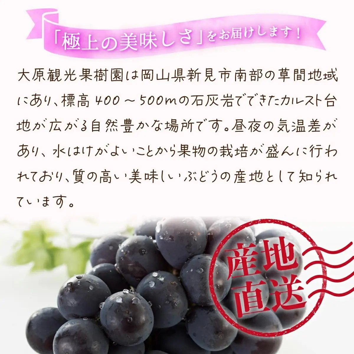 【2026年先行予約】［大原観光果樹園］ピオーネ 2房（約1.2kg）【026-a012】