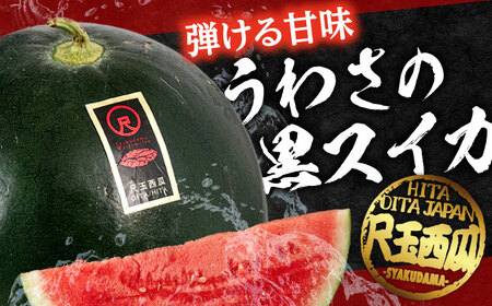 【先行予約】黒すいか 尺玉西瓜:1玉(約7kg〜9kg) スイカ[AREW001]