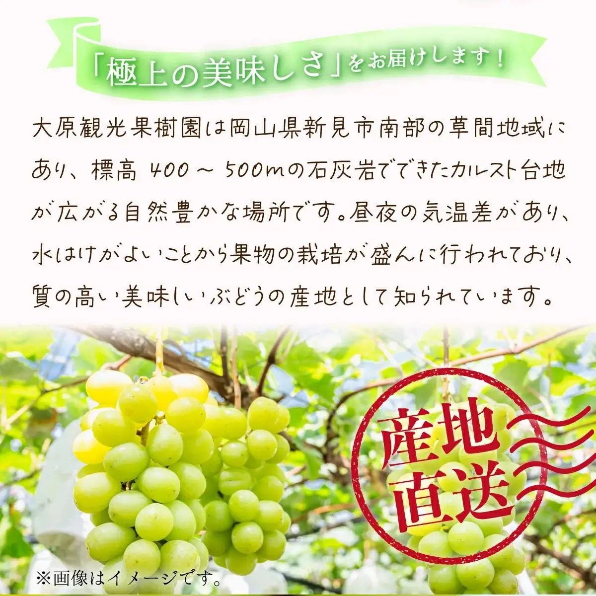 【2026年先行予約】［大原観光果樹園］瀬戸ジャイアンツ  3～4房（約2kg） 026-a016