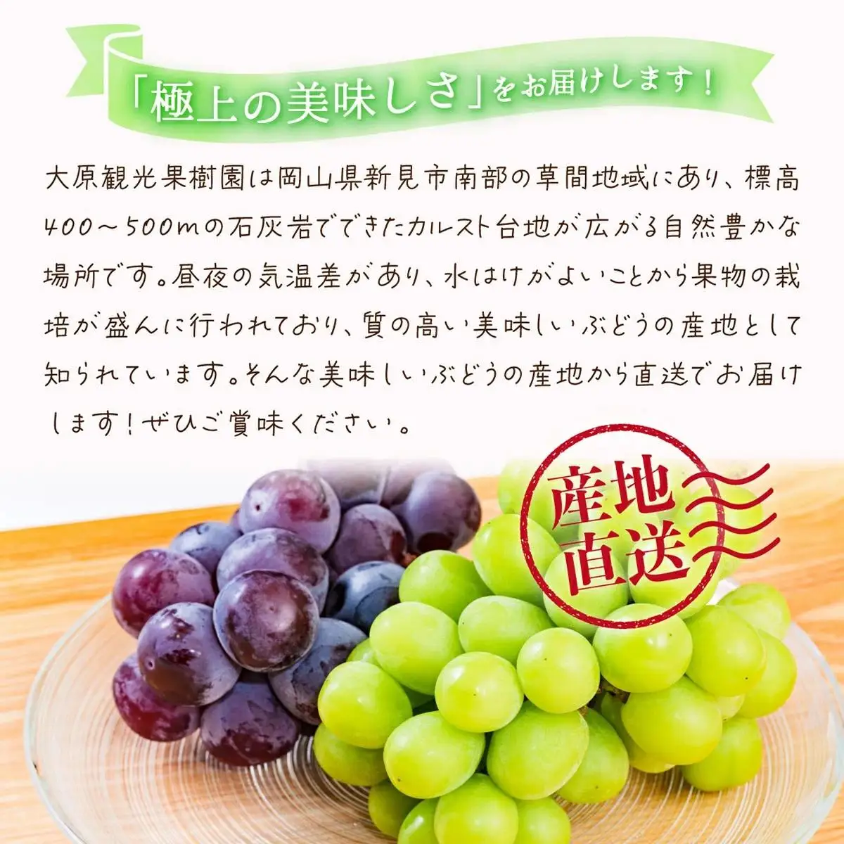 【2026年先行予約】［大原観光果樹園］ピオーネ1房とシャインマスカット1房（計2房 約1.2kg）【026-a017】