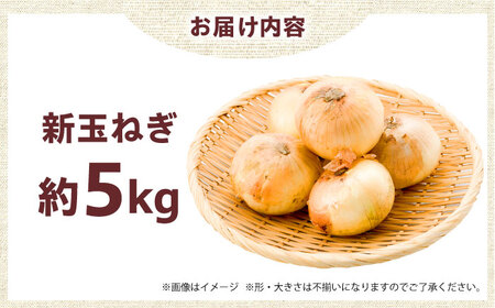 七宝早生 新玉ねぎ 5kg [AOCS026]