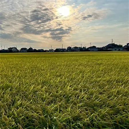 【新米先行受付】R8年産 新米 にこまる 白米 10kg 静岡県磐田市産_新米 にこまる 静岡県産_【1580504】