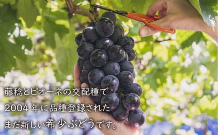 大粒ぶどう ブラックビート 約2kg