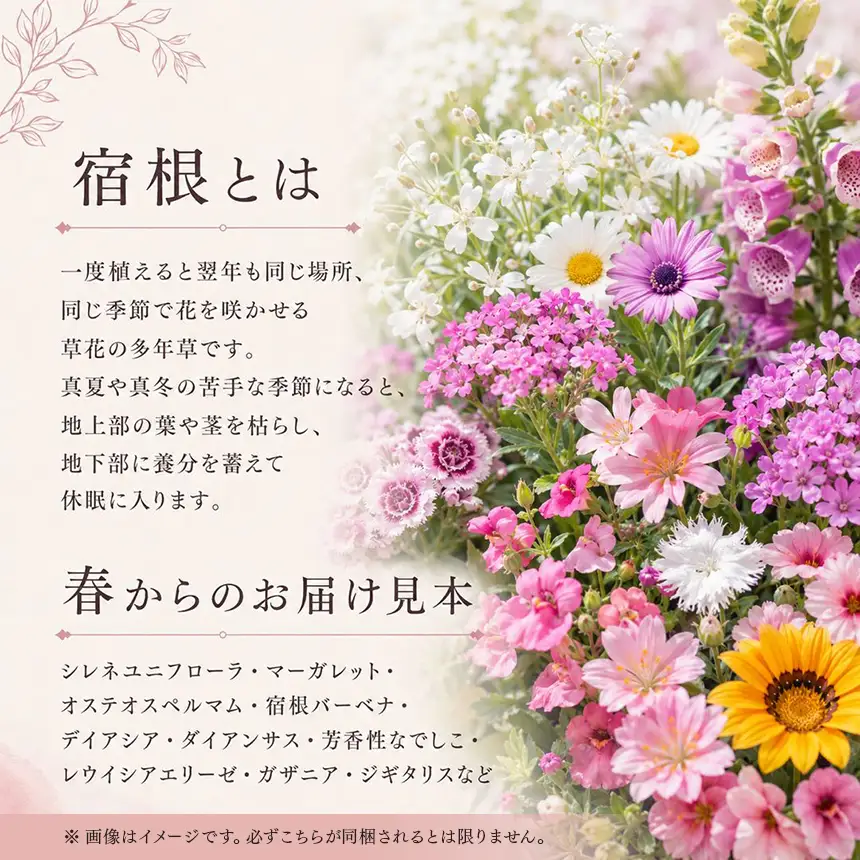 花農家よりおススメ 希少な宿根と季節の宿根セット 16苗 | おすすめ 宿根草 セット かわいい 華やか 兵庫県 上郡町