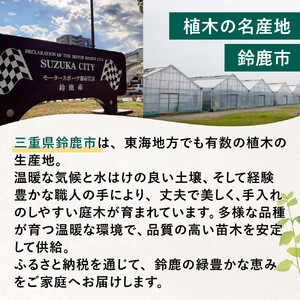 【産地直送】元気なタマリュウ(7.5pot)130本セット『約3.25平方メートル分』