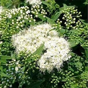 緑の力で地球を元気に!【シモツケ　白花】15cmポット　高さ40cm前後　3本セット