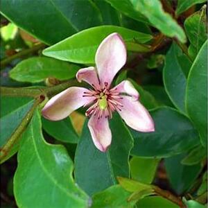 バナナの香りがする花!カラタネオガタマ(ポートワイン)  (ガーデニング用)