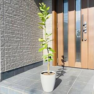 ＜2026年5月中旬頃発送＞レモンの木 果樹苗7号鉢カバーリスボンレモン自宅で収穫(ガーデニング用)