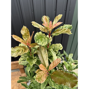 オオカナメモチ　ピンククリスピー　8号〈プラス樹〉