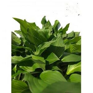 緑の力で地球を元気に!【ギボウシ】10.5cmポット　緑葉　日陰に彩りと涼しさを　20鉢