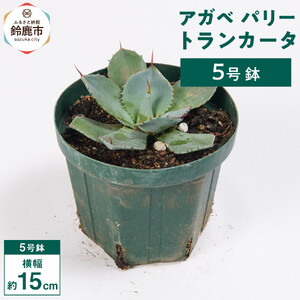 アガベ パリー トランカータ 5号鉢