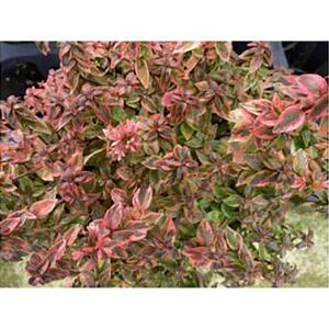 アベリア　レディーサマードリーム　7号　〈プラス樹〉