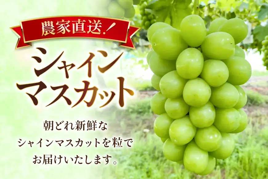【期間限定発送】 訳あり シャインマスカット 箱 満杯詰め 粒 約1.3kg [相良果樹園 山形県 高畠町 tk06ayt350002]