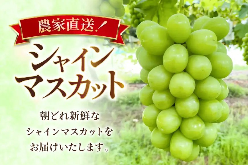 【期間限定発送】 シャインマスカット 箱 満杯詰め 4房 約2kg [相良果樹園 山形県 高畠町 tk06ayt350005]