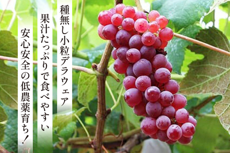 【期間限定発送】 デラウェア 1kg [大野農園 山形県 高畠町 tk06ayt050001]