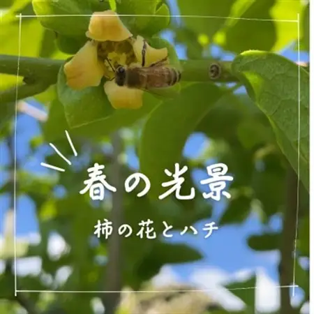 訳あり【令和8年10月より順次発送】たねなし柿L～2Lサイズ(16～18個入り)_果物・フルーツ 柿（カキ）  かき_【配送不可地域：離島】【1601325】